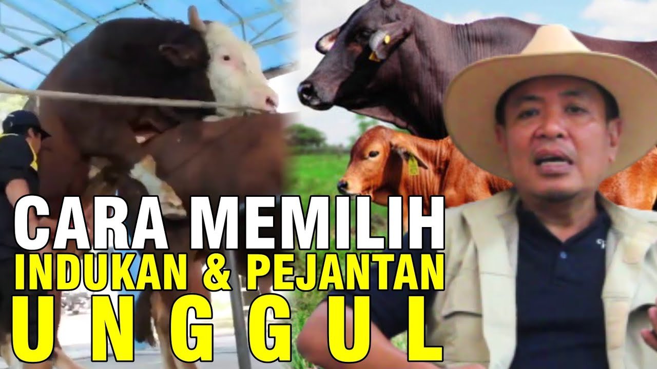 
                                 Cara-Memilih-Sapi-Indukan-Dan-Pejantan-Unggul